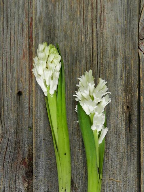  WHITE HYACINTH